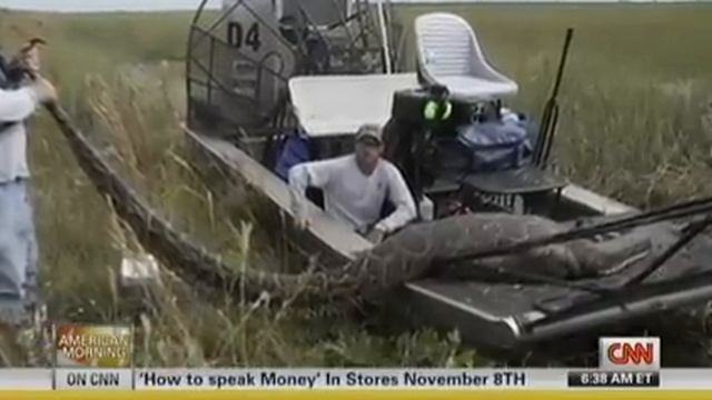 Massive 16 Foot Florida Burmese Python Eats Deer - 44 Inch Girth смотреть онлайн