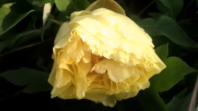 Peony Yellow Crown - www.peonyshop.com смотреть онлайн