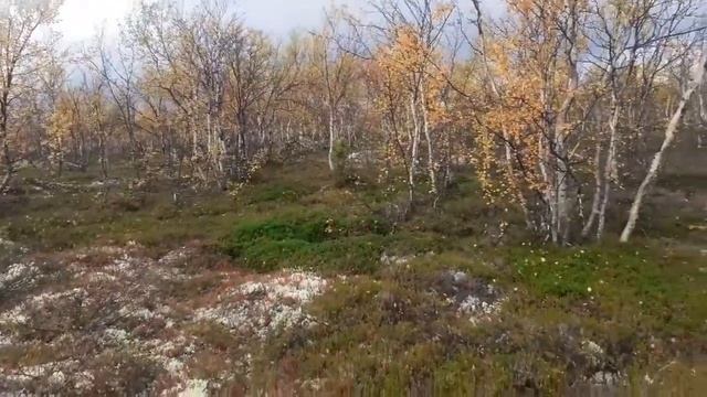 Влог 450 Романтик в лесу /Как же хорошо! Для счастья не много нужно смотреть онлайн