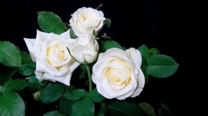 Как распускается роза  Белый Шоколад - White Chocolate (Terra Nigra, Нидерланды 2016)