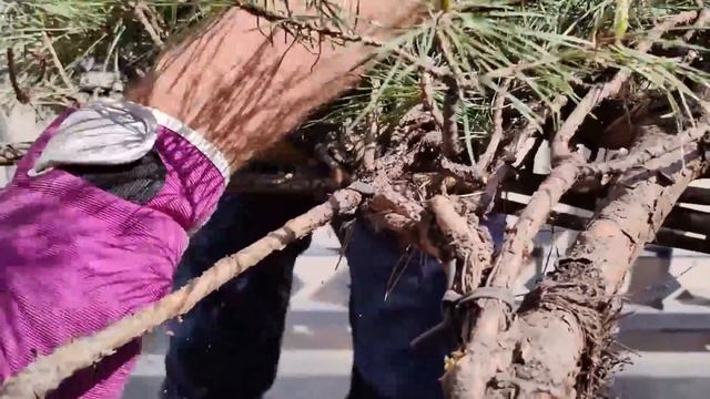 Восстановление запущенного #ниваки из сосны смотреть онлайн