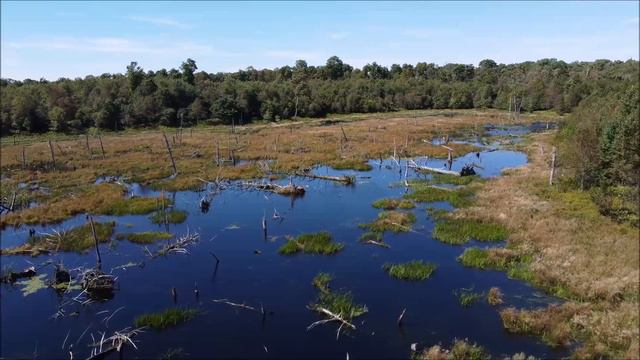 DJI Mini 2 ,Pike County PA,Swamp Flying смотреть онлайн