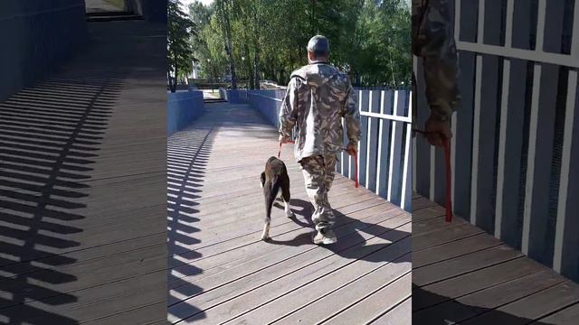 Питомник ЗУР БАШИ (📌Социализация щенка Среднеазиатской овчарки). смотреть онлайн