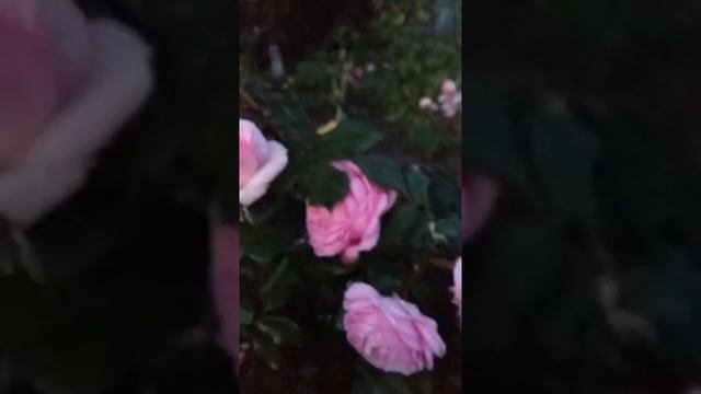 Цветение розы Алан Тичман смотреть онлайн