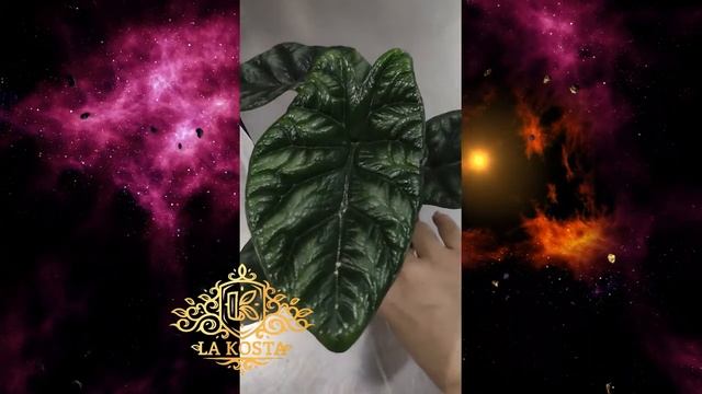 Алоказия Синуата смотреть онлайн