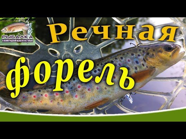 Рыбалка 2019