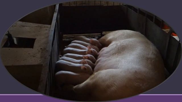 свиноферма смотреть онлайн