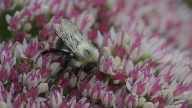 Последние минуты шмеля...(Но это не точно).Макросъёмка смотреть онлайн