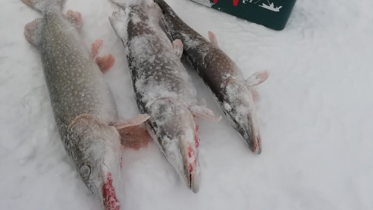 Я её поймал!!!Мой зимний трофей.Рыбалка на жерлицы.