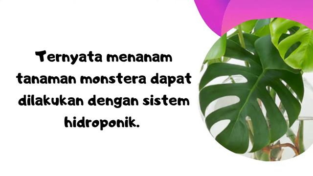 Mengenal Monstera Deliciosa Kerabat Janda Bolong | Tanaman Hias Outdoor | Tanaman Hias Depan Rumah смотреть онлайн