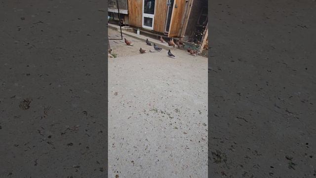 просмотр , линька , карцер и чуть поговорить смотреть онлайн