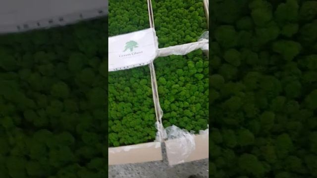 Стабилизированный мох от производителя смотреть онлайн
