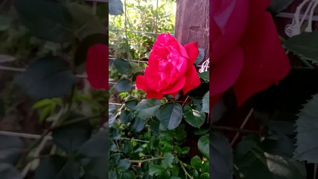 Доминик Луазо и Флорентина💓💓💓 смотреть онлайн