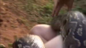 Схватки опаснейших хищников Африки в дикой природе