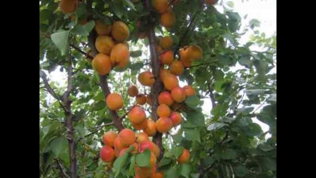 ПЕРСИК - ГРИНСБОРО - ХАРАКТЕРИСТИКА смотреть онлайн