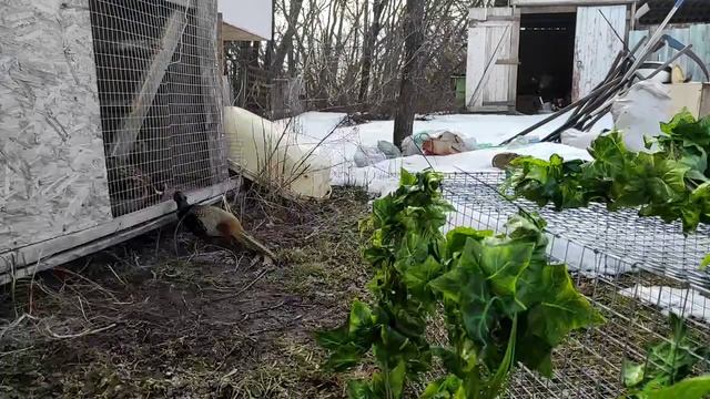 Дикий фазан почувствовал весну смотреть онлайн