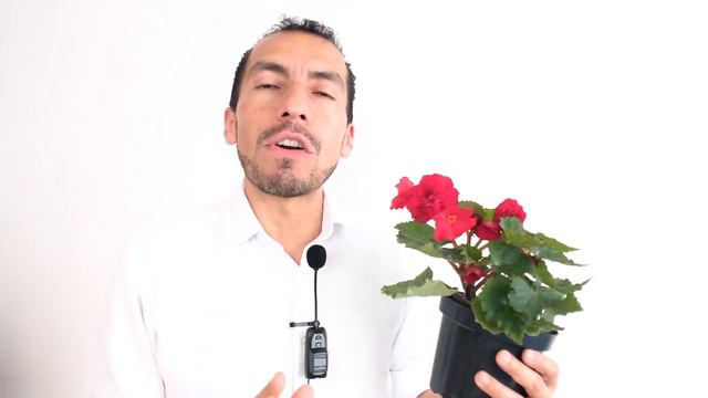 5 Claves para el mantenimiento de la Begonia de flor смотреть онлайн