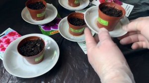 ГЛОКСИНИЯ из семян это легко и просто