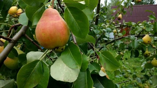 ГРУША ЛАДА урожайность смотреть онлайн