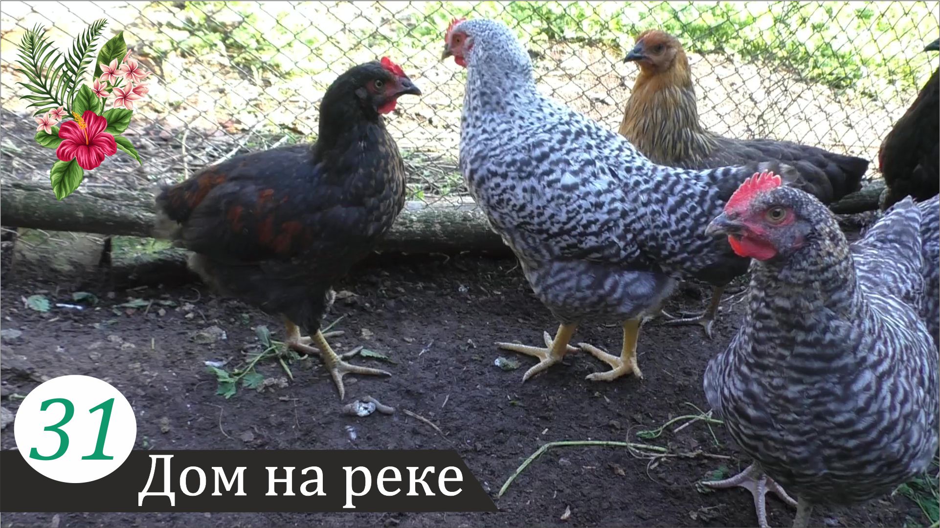 Побелка курятника и другие события из жизни птиц. Дом на реке, часть 31 смотреть онлайн