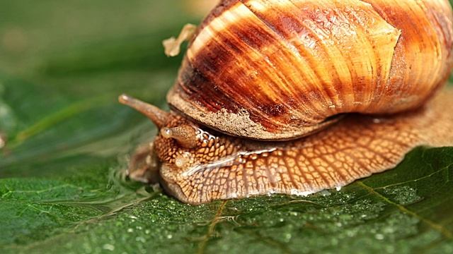 Улитка смотреть онлайн