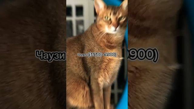 Самые дорогие ??породы котов ? смотреть онлайн