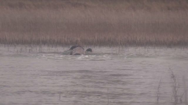 Solo Kayak Duck Hunt: The Ultimate One Man Limit? смотреть онлайн