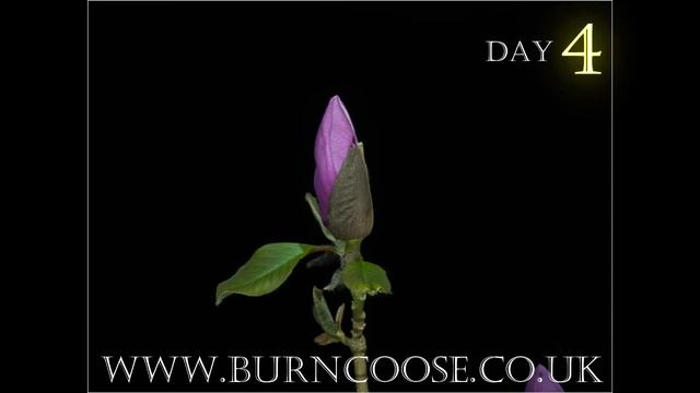 Magnolia 'Royal Crown' flower opening with day counter - timelapse - slow motion смотреть онлайн