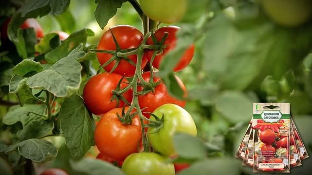 Алая каравелла смотреть онлайн