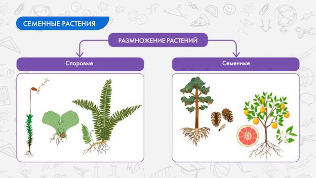 семенные растения смотреть онлайн