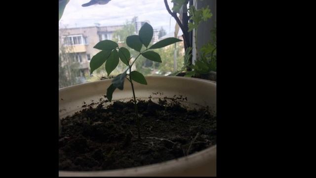 лонган. выращивание дома. смотреть онлайн