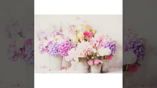 Orange Helianthemum Helianthemum #Flower #Flowers #Garden #Gardening смотреть онлайн