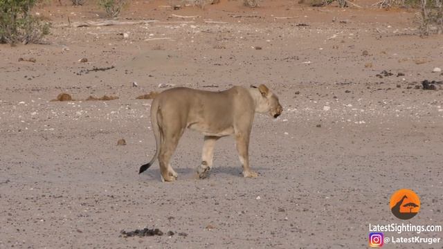 Leopard Walks Right into a Lion смотреть онлайн