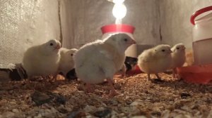 Есть ли смысл помогать цыплятам вылупиться из яйца? Будут ли они жизнеспобные? 11 июня 2021 г.
