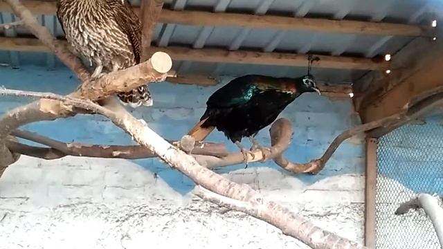 Гімалайські монали. Himalayan monal. (Lophophorus impejanus) смотреть онлайн
