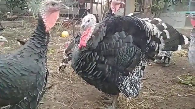 Индоутки какие бывают окрасы//голубые изумрудные ореховые лиловые мускусы