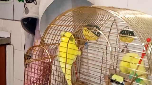 Талантливый попугайчик смотреть онлайн
