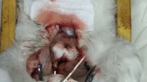 Кесарево сечение у кошки