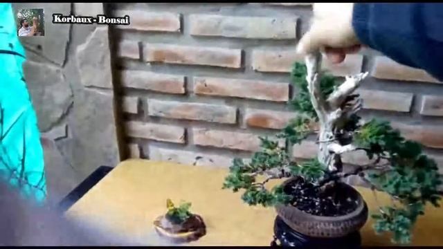 Alejandro Callipo - Juniperus procumbens nana смотреть онлайн