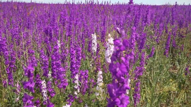 Цветет шалфей и дикий мак