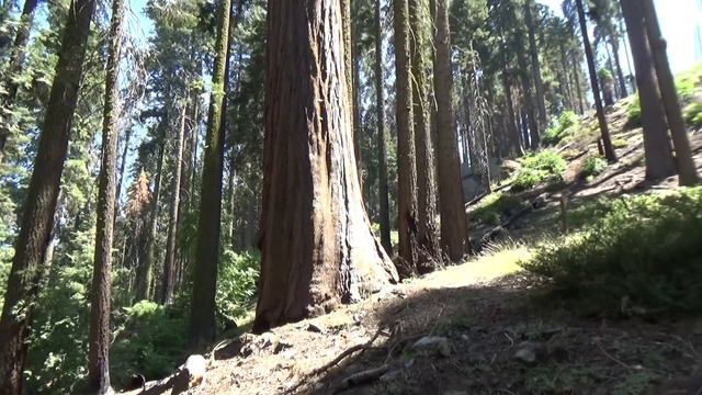 #21 Секвойя парк. Пешая прогулка смотреть онлайн