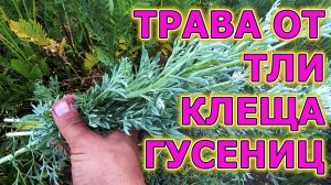 Природное средство от тли, клеща, гусениц. Средство от тли на огурцах, смородине и цветах.