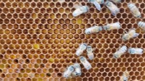 Содержание пчёл на рут  230+160 мм