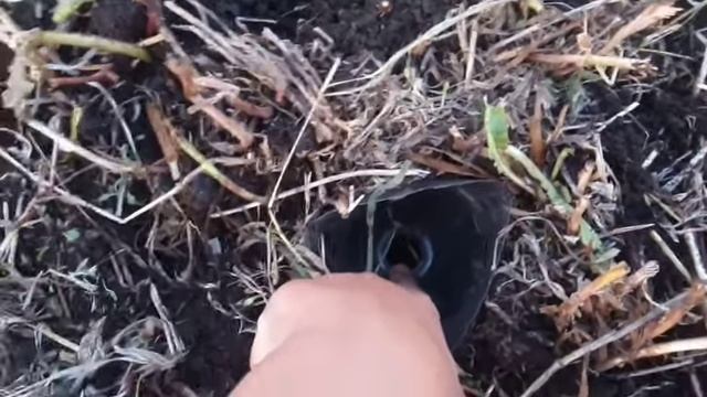 Как сделать ловушку для прыткой ящерицы смотреть онлайн