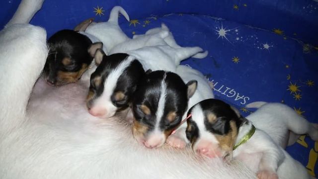 Щенки американского той-фокстерьера в Беларуси! смотреть онлайн