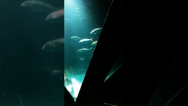 Oceanarium Boulogne sur mer Francja смотреть онлайн