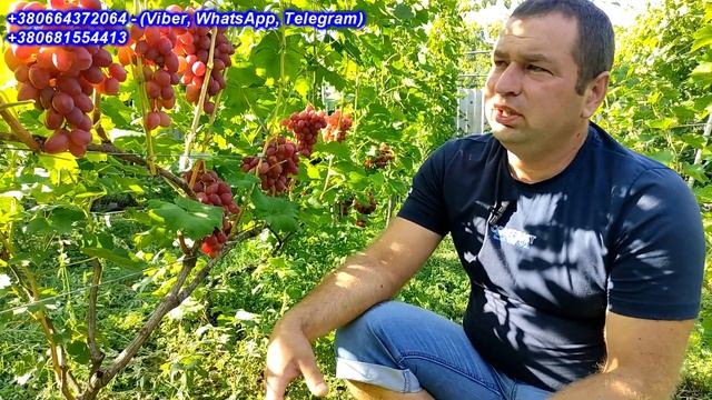 Динька 2023 смотреть онлайн