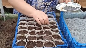 Посадка семян в стаканчики для дальнейшего использования их для посадки в открытый грунт