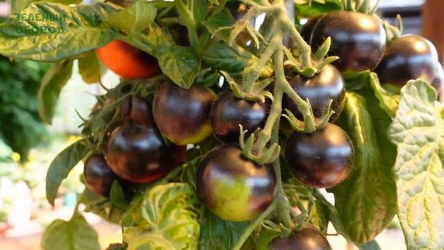 ?Томат СИНИЙ КОМНАТНЫЙ коллекционный (Blaue Zimmertomate)! Обзор сортов ТОМАТОВ! смотреть онлайн