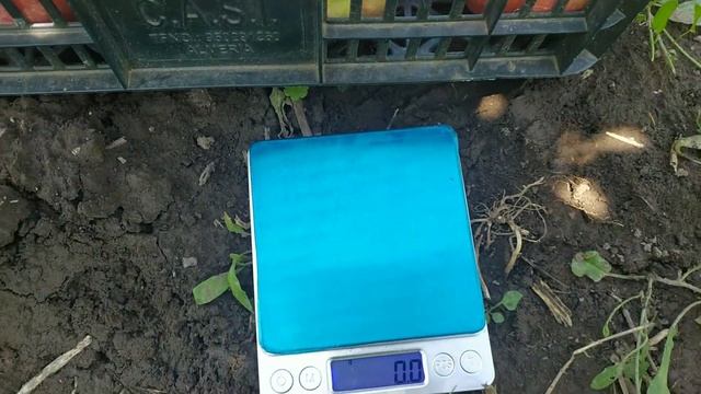 Груша Монзана. смотреть онлайн